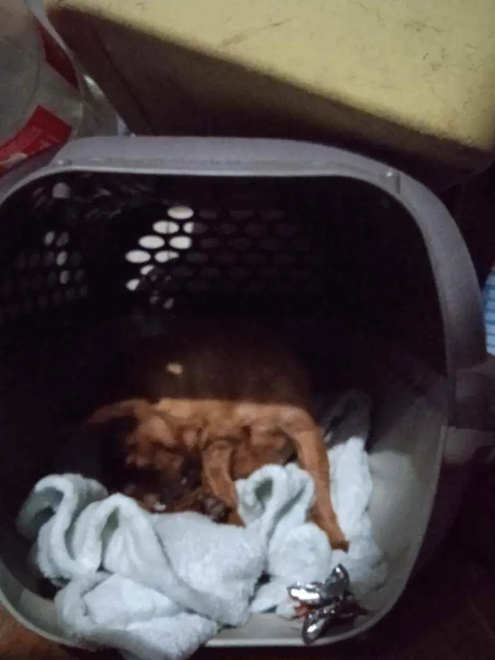 Cachorro raça Pincher idade 6 ou mais anos nome Mindie