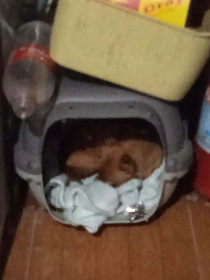 Cachorro raça Pincher idade 6 ou mais anos nome Mindie