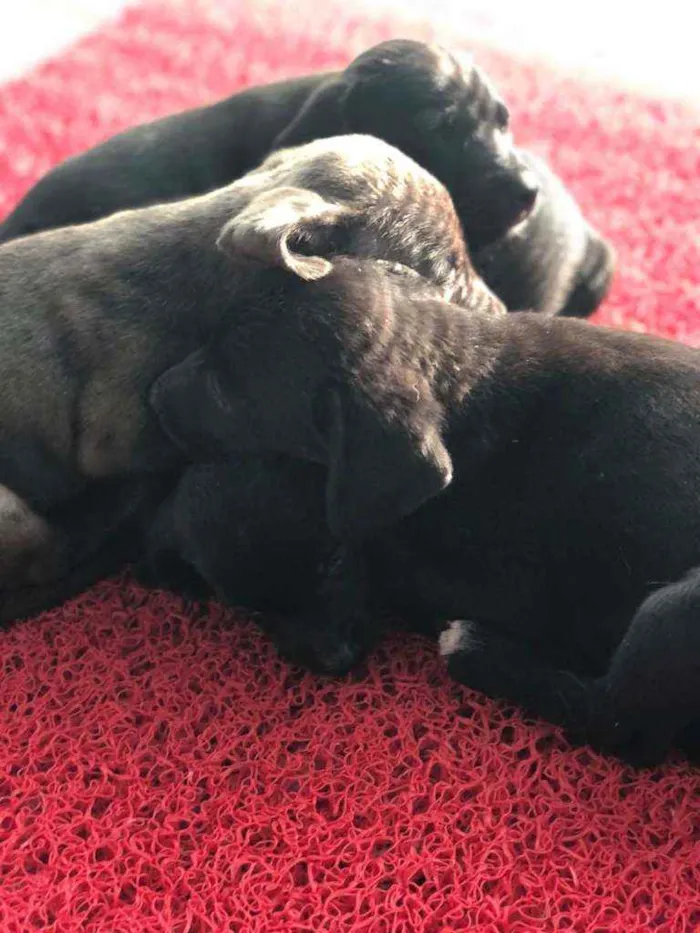Cachorro ra a SRD idade Abaixo de 2 meses nome 6 filhotes