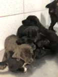 6 filhotes
