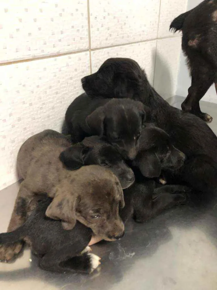 Cachorro ra a SRD idade Abaixo de 2 meses nome 6 filhotes