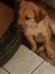 Greta