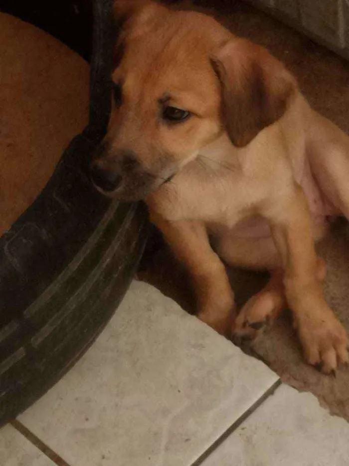 Cachorro ra a Srd idade 2 a 6 meses nome Greta