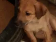 Greta