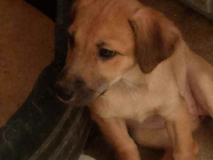 Cachorro ra a Srd idade 2 a 6 meses nome Greta