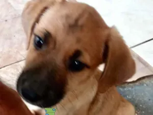 Cachorro raça SRD idade 2 a 6 meses nome Juca 