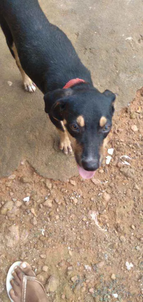Cachorro raça Vira lata idade 2 a 6 meses nome Airon
