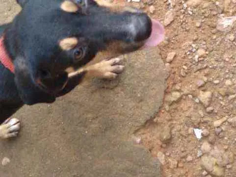 Cachorro raça Vira lata idade 2 a 6 meses nome Airon