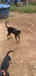 Rex