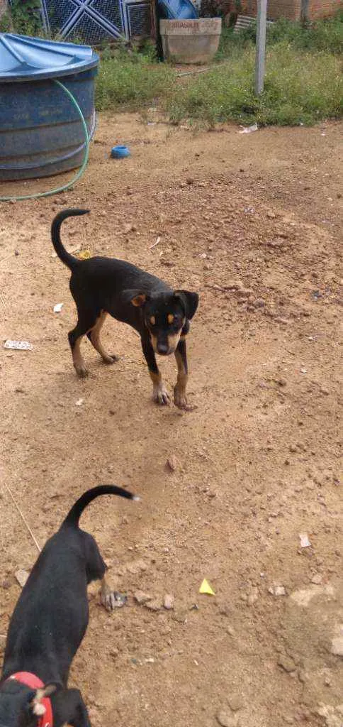 Cachorro raça Vira lata idade 2 a 6 meses nome Rex
