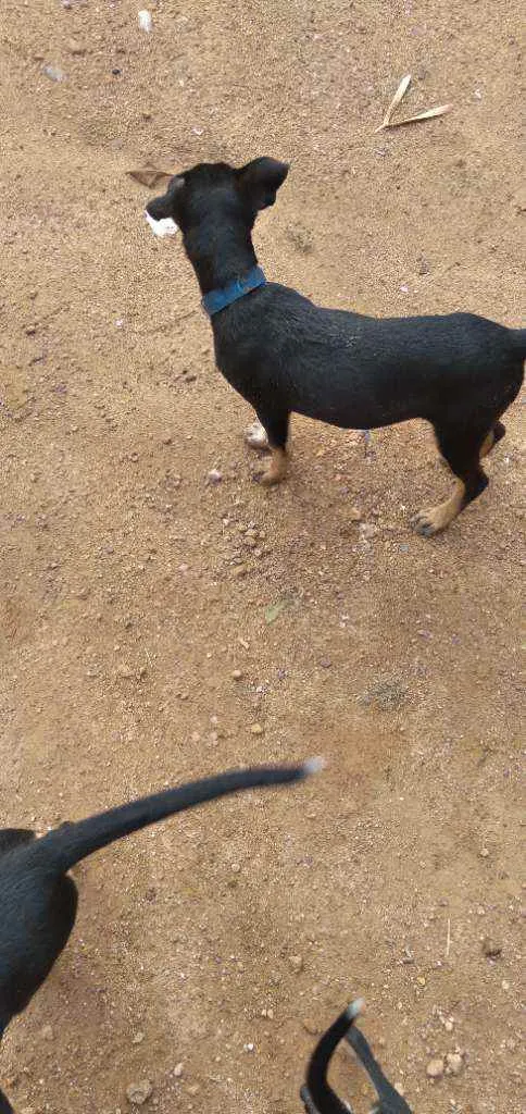 Cachorro raça Vira lata idade 2 a 6 meses nome Rex