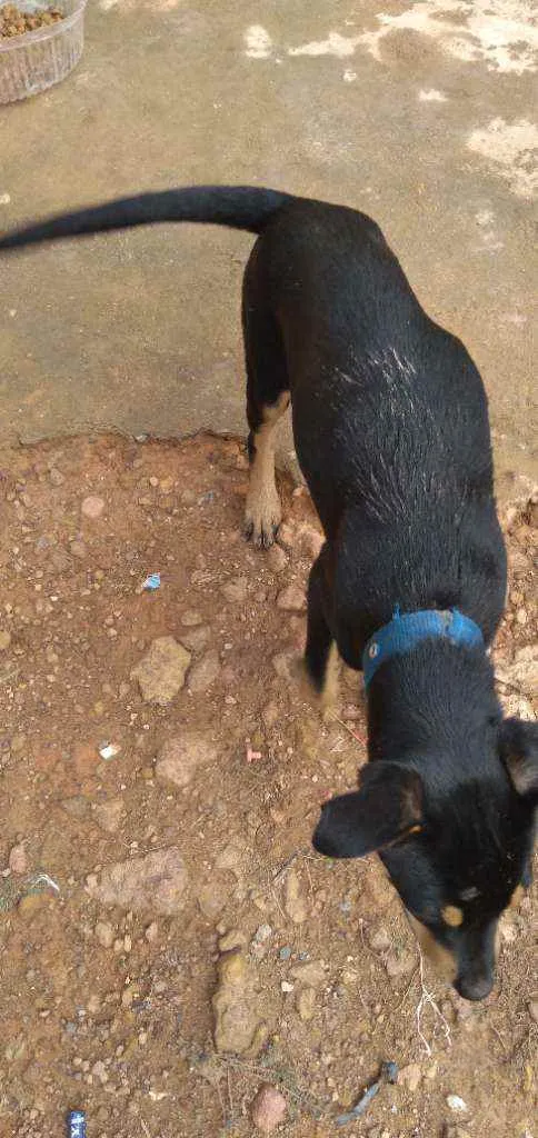 Cachorro raça Vira lata idade 2 a 6 meses nome Rex