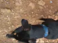 Rex