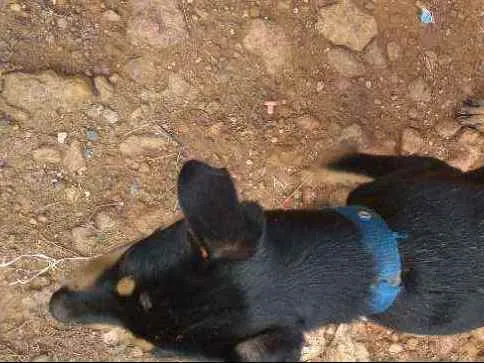 Cachorro raça Vira lata idade 2 a 6 meses nome Rex