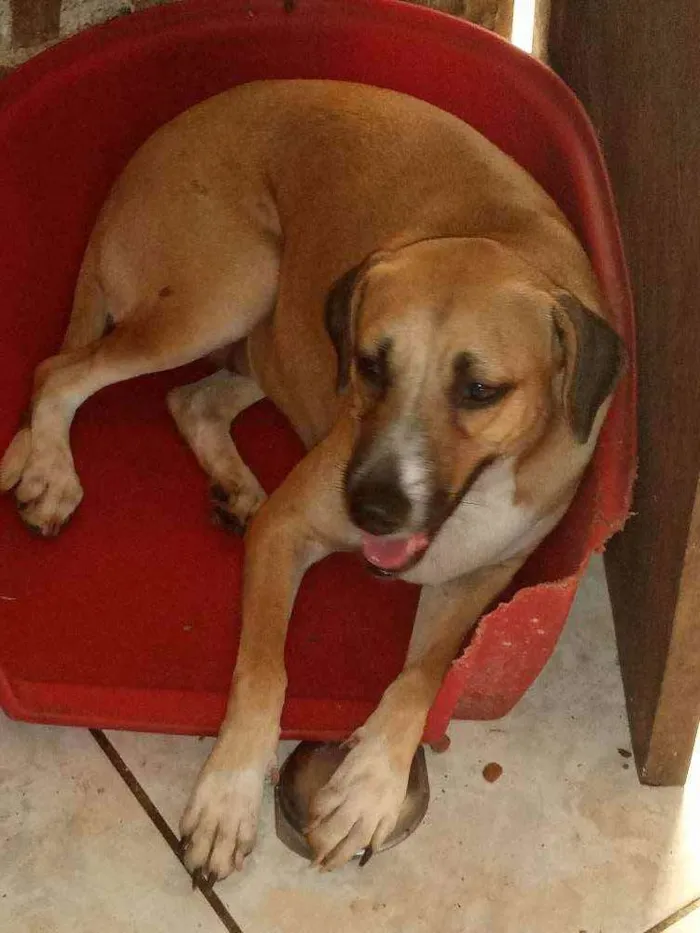 Cachorro ra a Srd idade 7 a 11 meses nome Mimosa