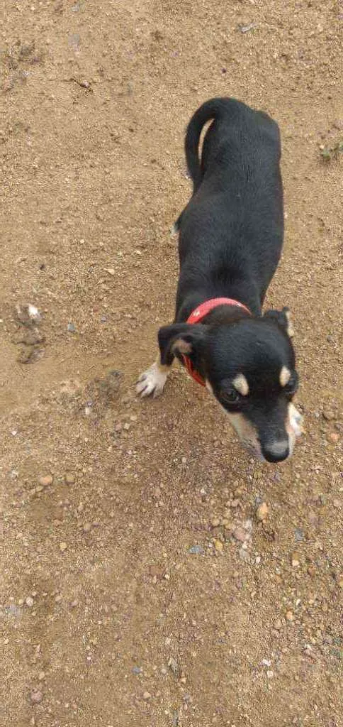 Cachorro raça Vira lata idade 2 a 6 meses nome Jade