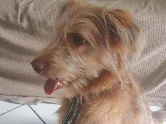 Cachorro ra a srd idade 2 a 6 meses nome Sem nome