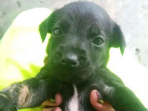 Cachorro ra a Indefinida idade Abaixo de 2 meses nome Pretinhos