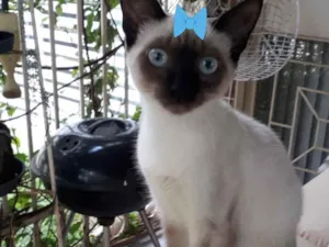 Gato raça Siamesa  idade 2 a 6 meses nome Rubi 