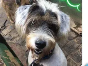 Cachorro raça  idade 5 anos nome PANDA