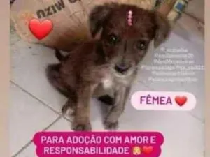 Cachorro raça Srd idade 2 a 6 meses nome Chocolate