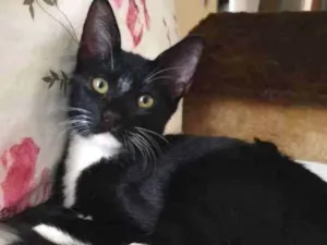 Gato raça Srd idade 2 a 6 meses nome Kinzinho