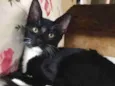 Kinzinho