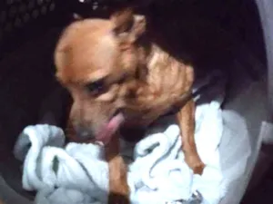 Cachorro raça Pincher idade 6 ou mais anos nome Mindie