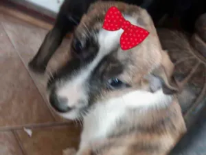 Cachorro raça SRD idade 2 a 6 meses nome Charlotte 