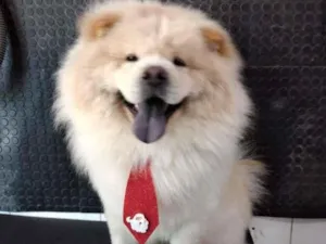 Cachorro raça ChowChow idade 2 anos nome Pietro 