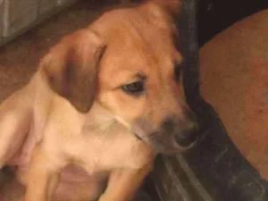 Cachorro raça Srd idade 2 a 6 meses nome Greta