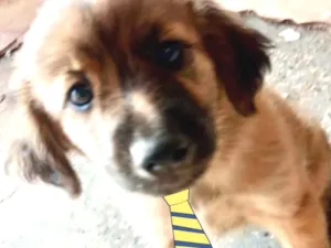 Cachorro raça SRD idade 2 a 6 meses nome Beethoven 