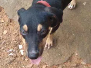 Cachorro raça Vira lata idade 2 a 6 meses nome Airon