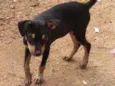 Rex