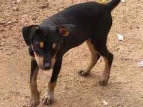Cachorro raça Vira lata idade 2 a 6 meses nome Rex