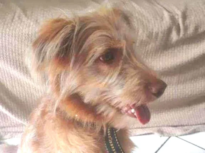 Cachorro ra a srd idade 2 a 6 meses nome Sem nome