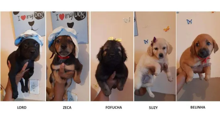 Cachorro raça SRD idade 2 a 6 meses nome Lord, Zeca, Fofucha,