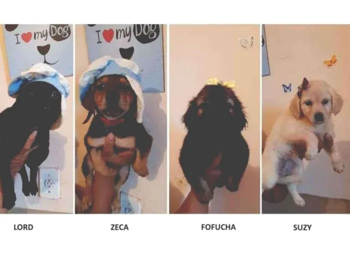 Cachorro raça SRD idade 2 a 6 meses nome Lord, Zeca, Fofucha,