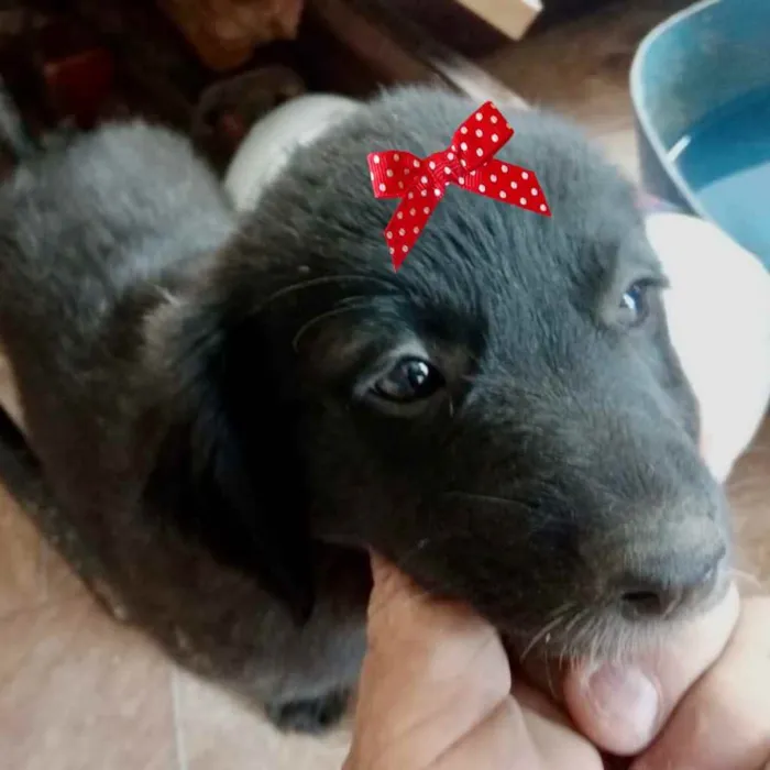 Cachorro ra a SRD idade 2 a 6 meses nome Bia 