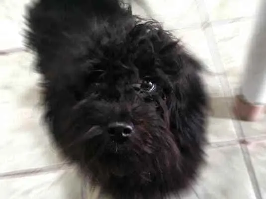 Cachorro raça Poodle idade 7 a 11 meses nome Neguinho