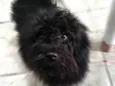 Neguinho