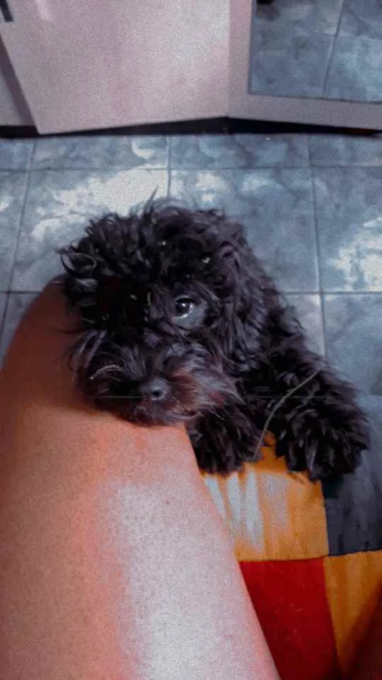 Cachorro raça Poodle idade 7 a 11 meses nome Neguinho