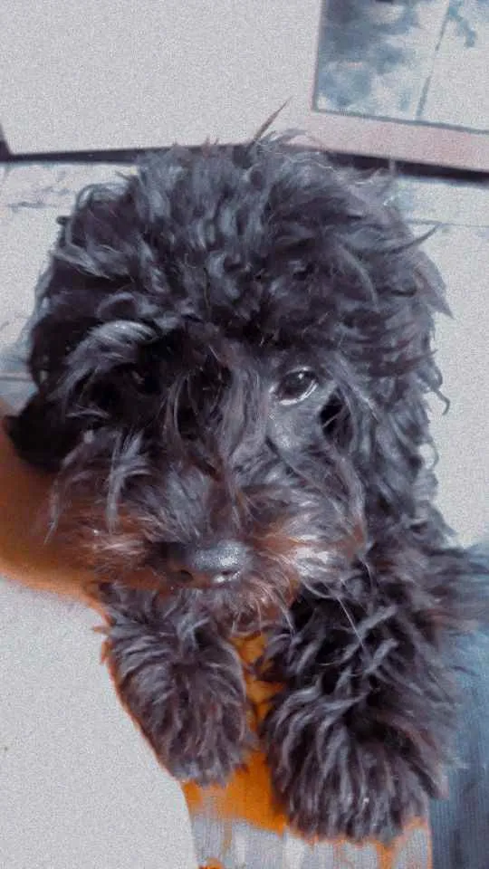 Cachorro raça Poodle idade 7 a 11 meses nome Neguinho