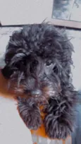 Neguinho