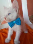 Fofinho