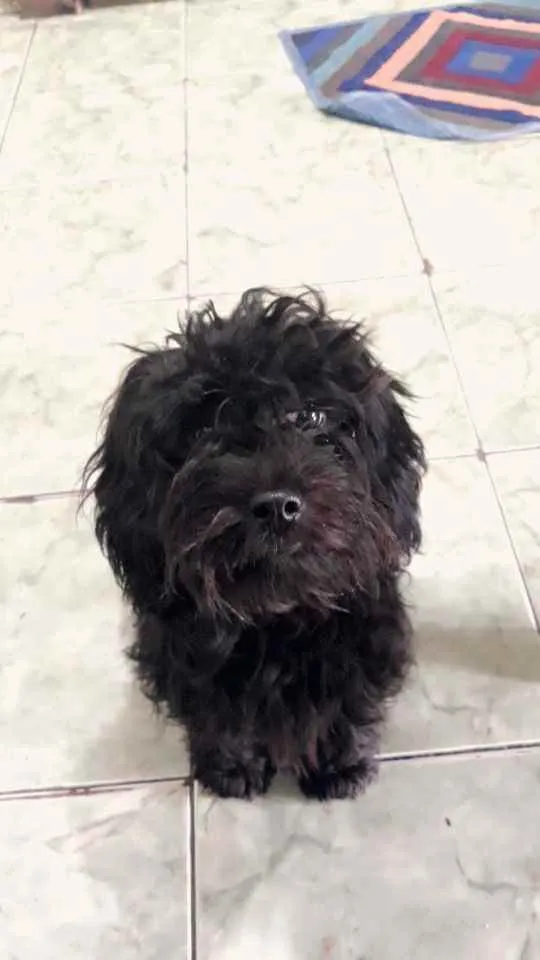 Cachorro raça Poodle idade 7 a 11 meses nome Neguinho
