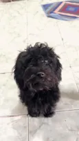 Neguinho