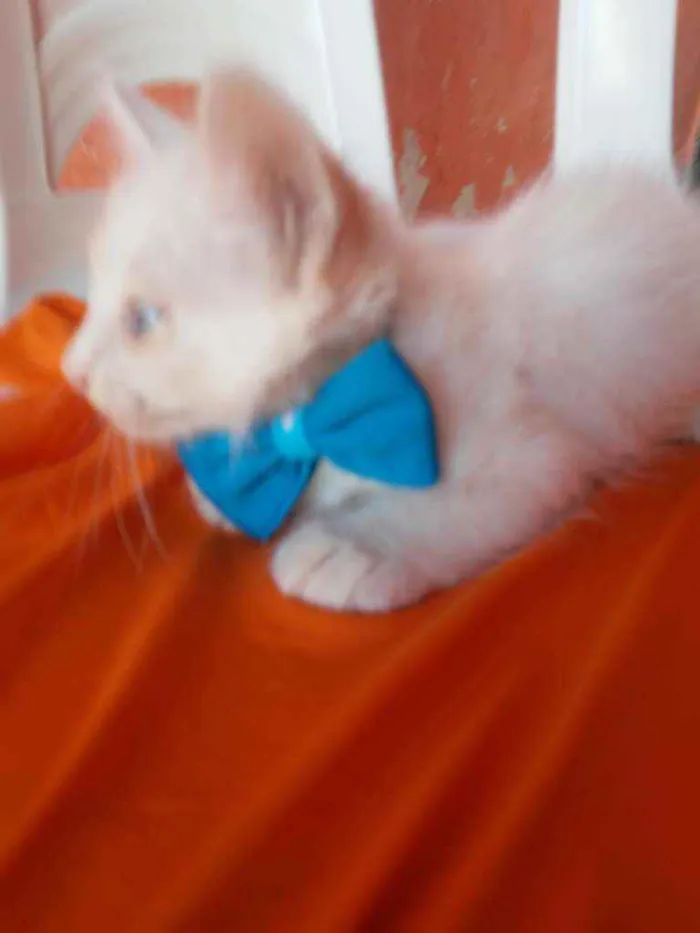 Gato ra a Diferente idade 2 a 6 meses nome Fofinho