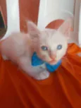 Fofinho
