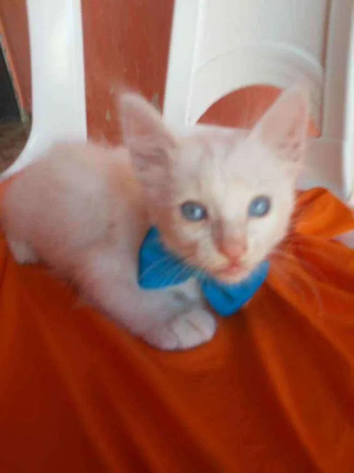 Gato ra a Diferente idade 2 a 6 meses nome Fofinho